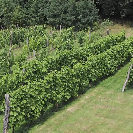 Regent-winnica Hanna * Radomierzyce