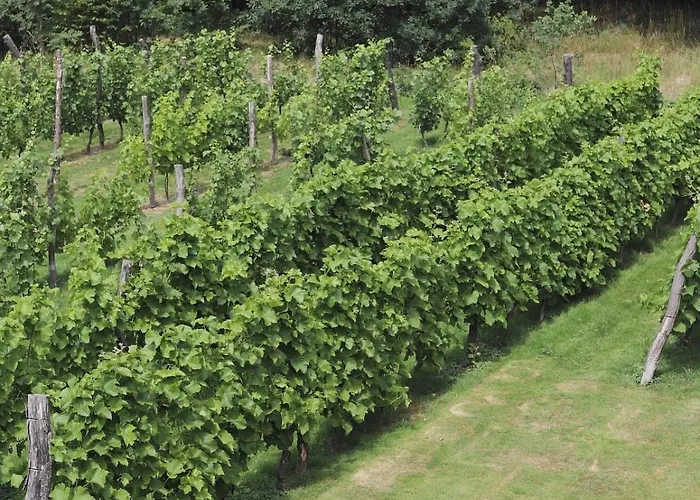 Regent-winnica Hanna * Radomierzyce